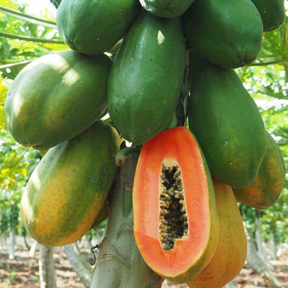 Papaya / Papita Long Red Seeds | Tropical Fruit Plant Seeds For Home Garden & Terrace